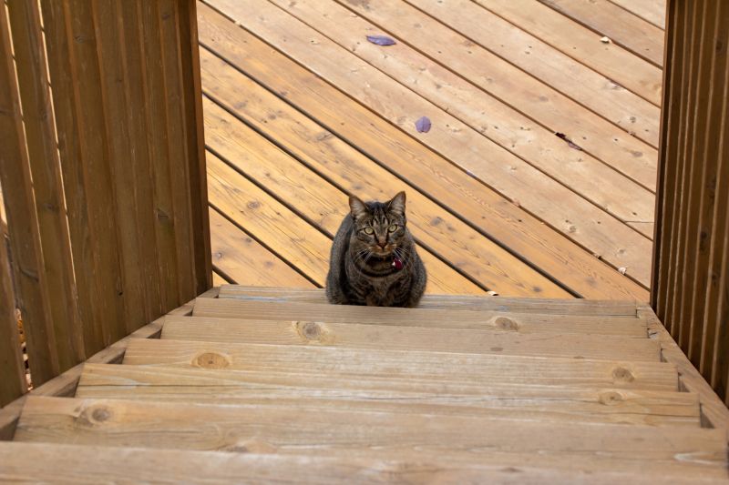 Deck Steps Repair in Conroe, TX